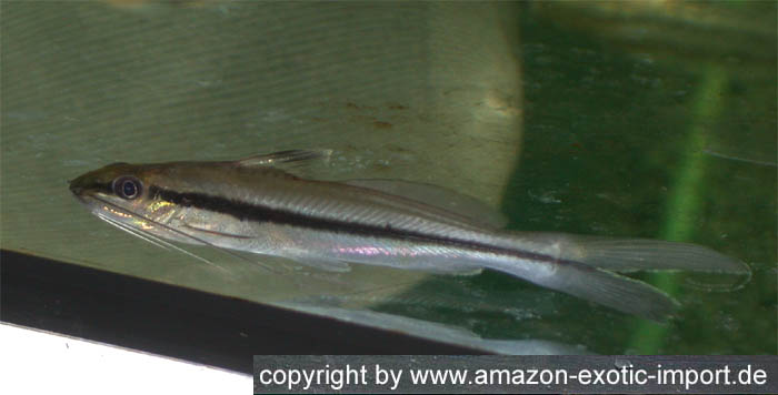 Pimelodella gracilis